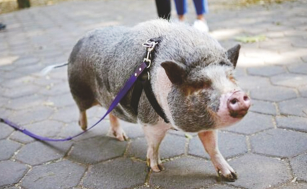  宠物猪走红网络，主人靠它成为网红