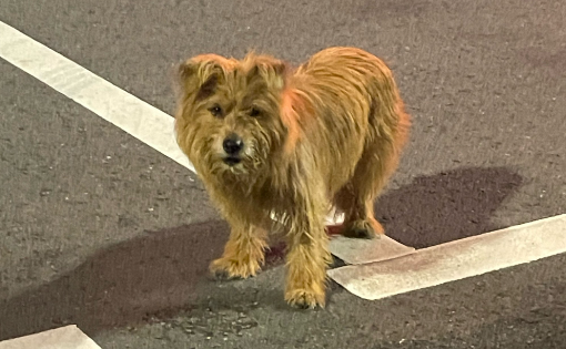 流浪五月狗狗与主人重逢，狗狗一眼认出主人