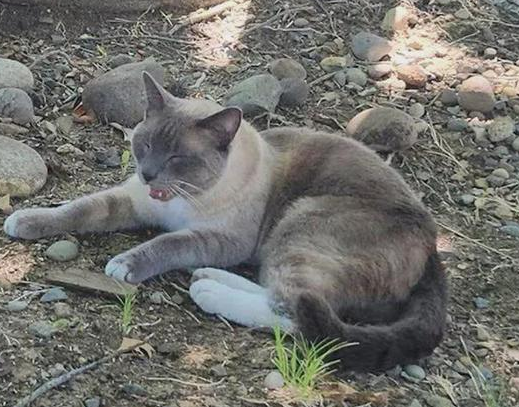 猫咪在旅行时迷路，后被发现在另一城市流浪，两地相距1000多公里