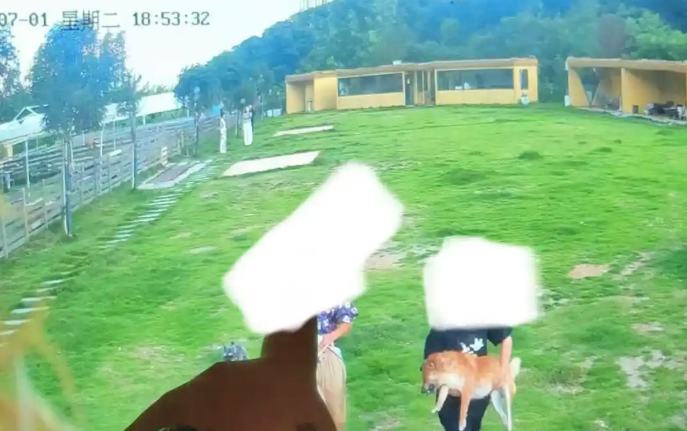 长沙一柴犬在寄养店蹊跷死亡，毛孩子的安全如何守护