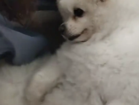 女子抱狗子照镜子，狗子以为女子抱别的狗，直接被气晕了 