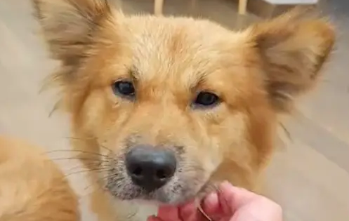 主人要搬家了，收养的流浪狗以为自己又要被遗弃！