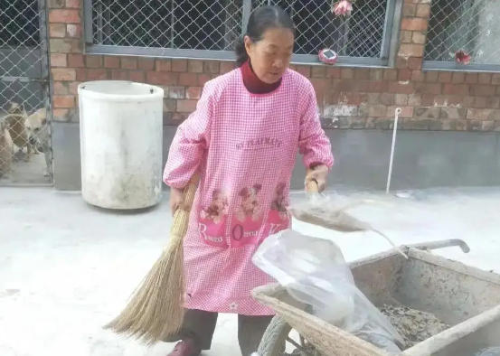 收养流浪猫狗24年的7旬老人该何去何从