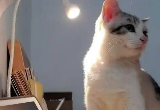 猫咪趁主人不注意啃灯泡，网友：它不觉得烫吗？