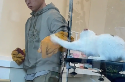 男子带猫咪去宠物店洗澡，猫咪脾气暴躁挠工作人员