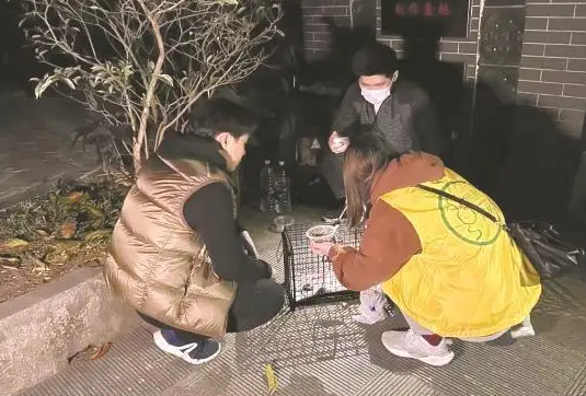 城市里的流浪猫救助者：救助并没有想的那么容易