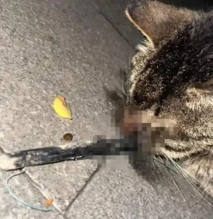 复兴公园流浪猫疑被锋利金属射穿脸部！可以不爱但别伤害！