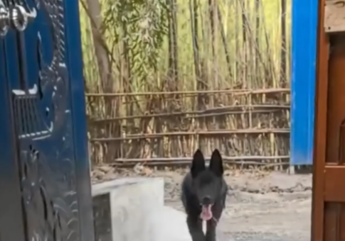 女子嫁的近，娘家的狗一天能来看她八百遍，网友戏称其为“大舅狗