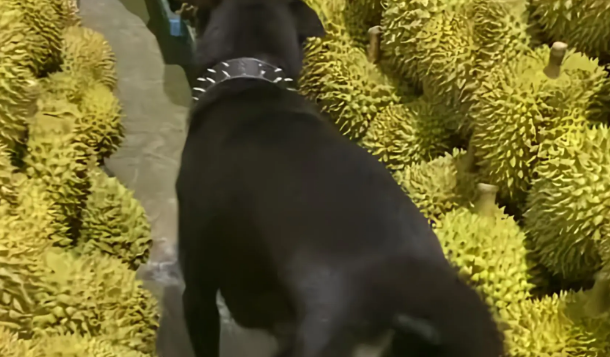 狗子误入榴莲堆，进退两难，最后成功倒退出来！