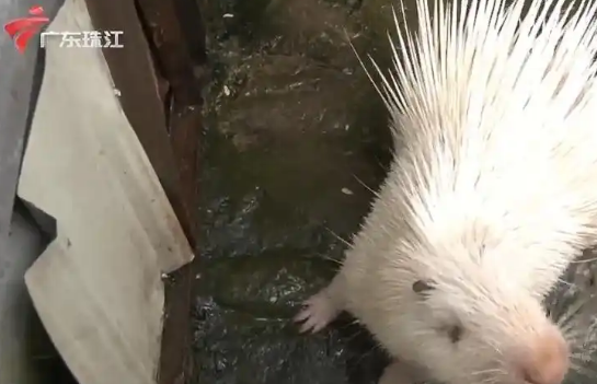 中山一动物园收费仅10元，最火时收入破千，还能免费投喂