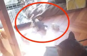 猫妈一直忘不掉自己的孩子，天冷时，这个举动扎心了