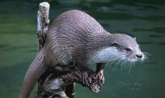 “海狗”出没！大陈岛首次发现，极度濒危