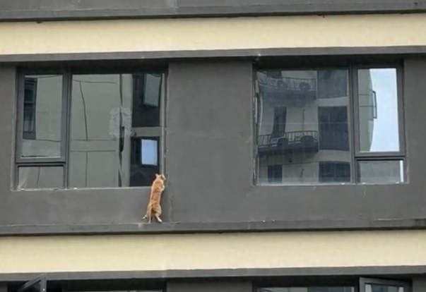 小猫疑被困长沙居民楼外墙近一月后获救