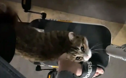 那只赖在车上不走，卖力讨好人类的流浪猫，终于把自己推销出去了