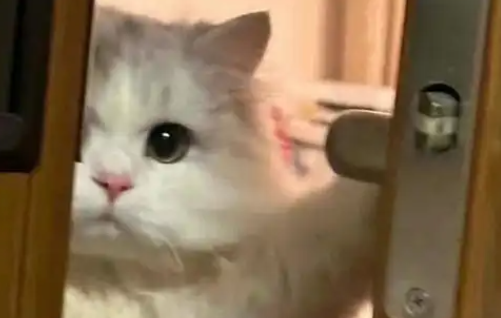 宠物猫自学开门，经常 “离家出走” 玩耍