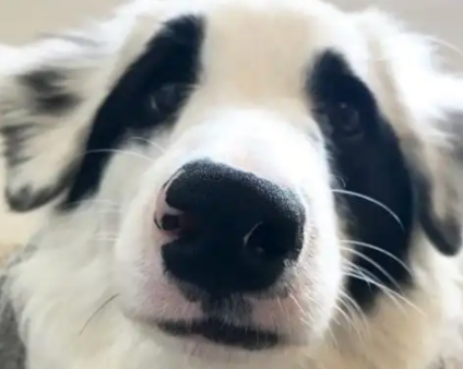 边牧因“丑陋”被遗弃，天生长有一双“熊猫眼”