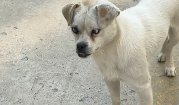 狗子长相奇特，斗鸡眼加地包天