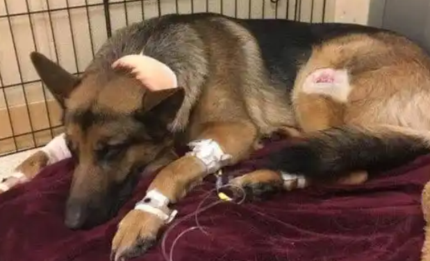 德牧为守护小主人，勇斗歹徒