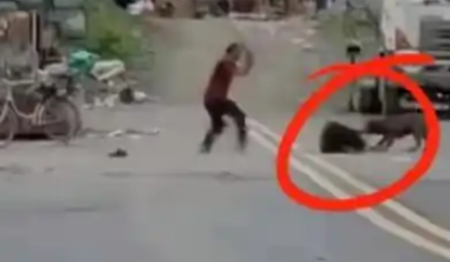 民警一枪撂倒恶犬！倒垃圾的湖南大哥差点没命