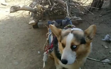 柯基狗送回老家，一个月后老爸打来电话：这狗还有吗？再来几条