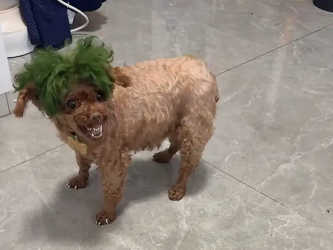 女子弹了狗子的脑壳，狗子生气瞬间龇牙咧嘴