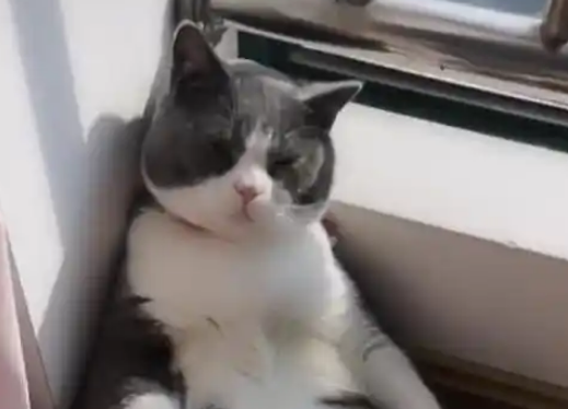 家里找不到猫，掀开窗帘一看哭笑不得：活得不如一只猫