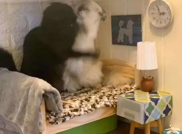 猫咪为抢床位“大打出手”，主人无奈把床装墙上