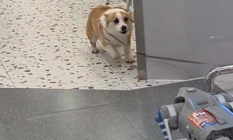 机器狗跟柯基互动，柯基吓得连连后退