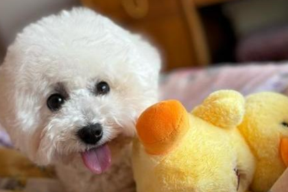 买来的宠物犬为何没活过一周？