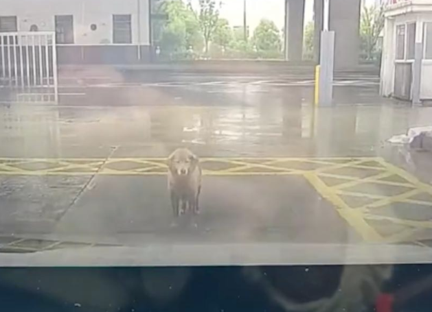 狗狗拦在汽车前面不让走，按喇叭它也不离开，或许暗示着什么