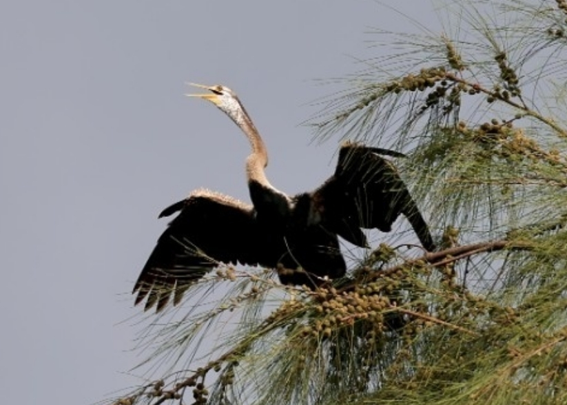 “稀客”！海南首次记录到近危物种黑腹蛇鹈
