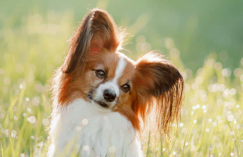 宠物经济：2025 年最火赛道的赚钱密码，你抓住了吗？