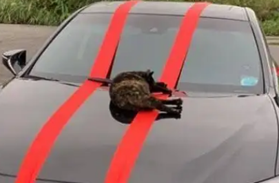 流浪猫拦婚车不讨喜钱，只是为它肚里的宝宝能有个取暖的地方