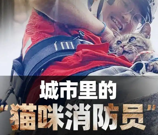 城市里的“猫咪消防员”：8年救下3927只猫，曾一天接到六七个求助