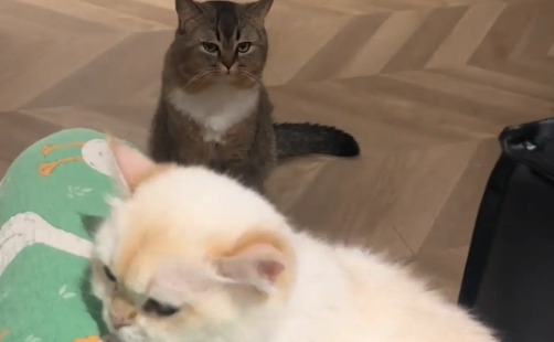 白猫依偎在女子身边，灰猫吃醋被气走了