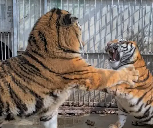 美女虎和爆丑公虎恋爱两年，一点动静没有，这可急坏了饲养员
