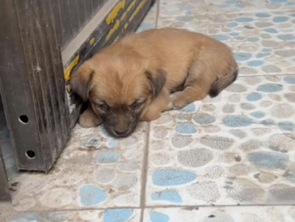 刚买几天的田园犬，就知道在门口看家护院，太有灵性