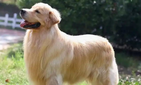 渐冻生命里的暖阳：金毛与王磊的不解之缘