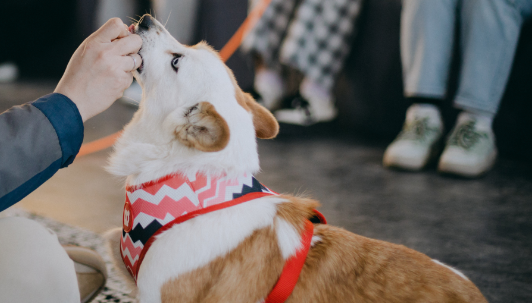 从街头流浪到心灵治愈：疗愈犬公益项目点亮流浪犬的“第二人生”