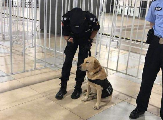 警犬出任务却偷偷打瞌睡，执勤小哥哥都笑翻了