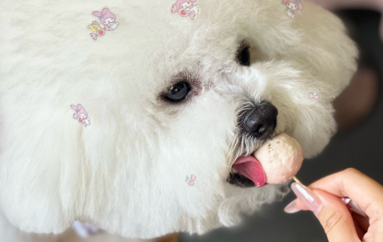 女子宠狗成瘾，花数万元为宠物办生日派对