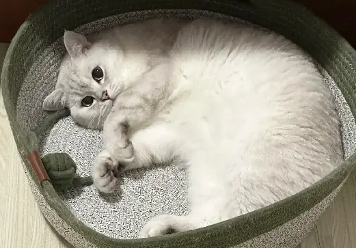 网友好奇明明一身银色，为啥都说它是金渐层，直到猫转个身，笑喷了！