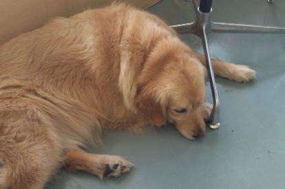 湖南永州一只金毛犬疑在餐馆蹭空调被打死