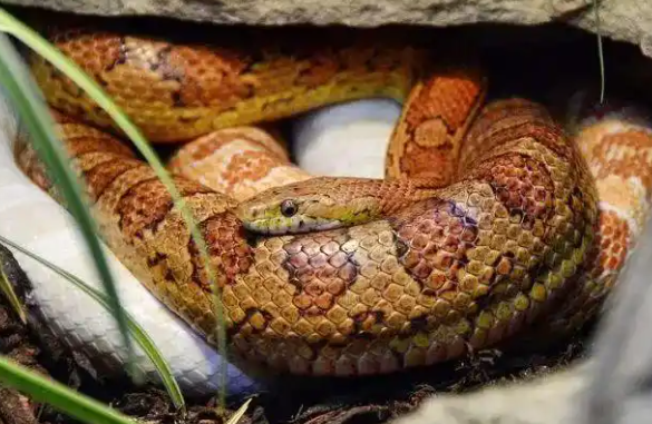 蛇也能当宠物？小心外来物种入侵！