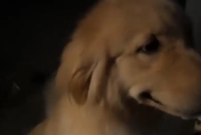 女子偶遇金毛，跟金毛握手，金毛还会绅士微笑