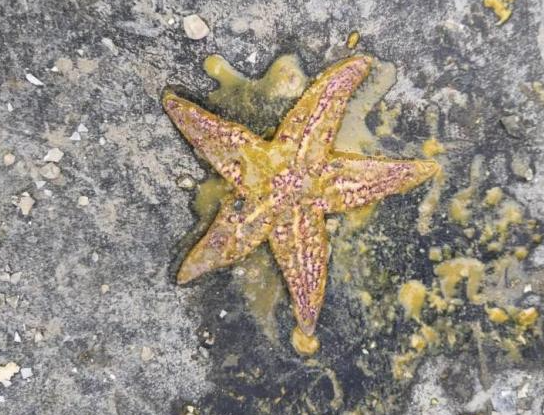 “海底蝗虫”海星泛滥重演，如何科学治理？