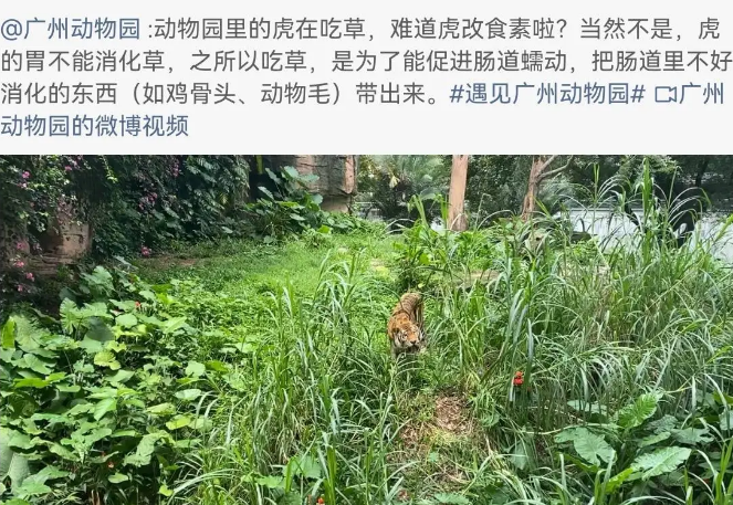 北京动物园老虎饿得吃草?园方回应：您放心，动物食物充足