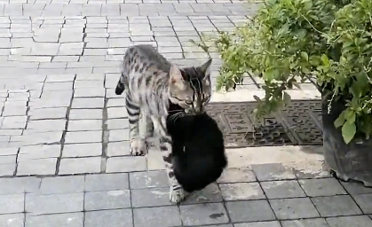 流浪猫被好心人投喂一个月后，送来5只小猫，猫：跟着她有饭吃