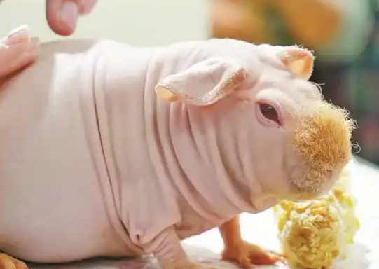 这届年轻人爱养稀奇古怪的异宠