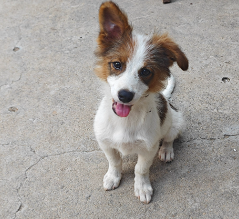 男子教唆犬只攻击他人宠物狗